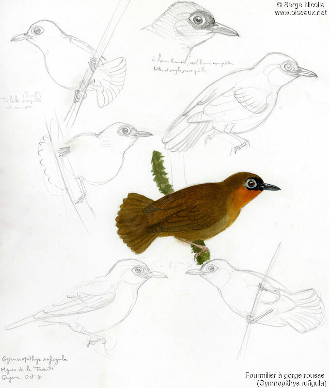 Rufous-throated Antbird, identification