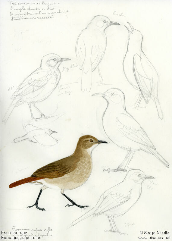 Rufous Hornero, identification