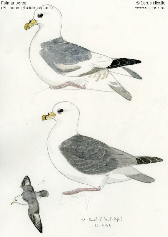 Fulmar boréal, identification