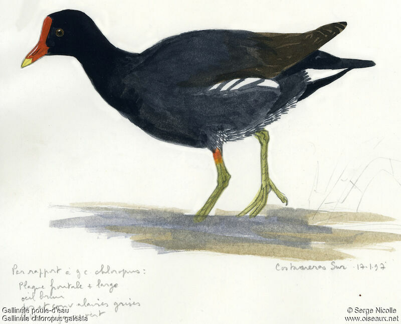 Common Moorhen, identification