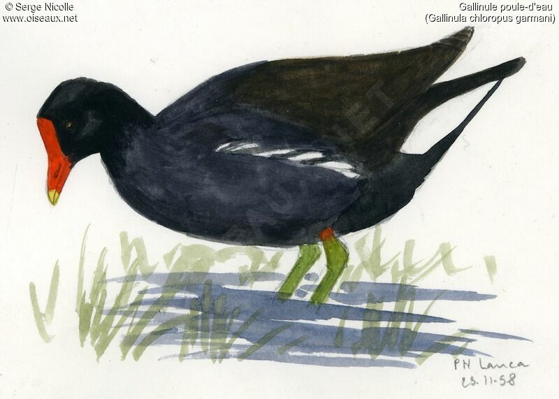 Common Moorhen, identification