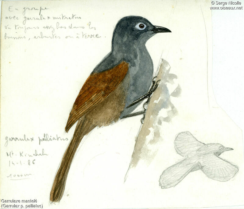 Garrulaxe mantelé, identification