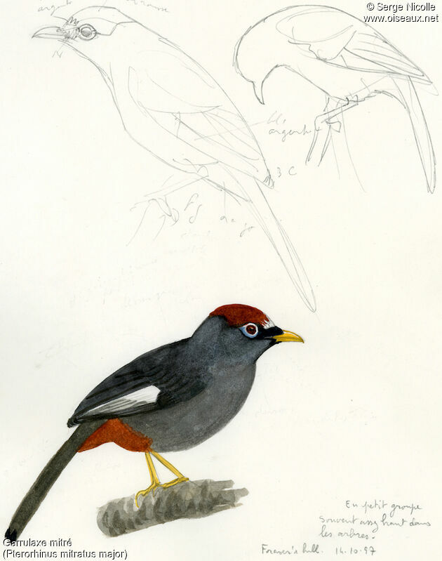 Chestnut-capped Laughingthrush, identification