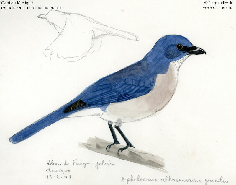 Transvolcanic Jay, identification