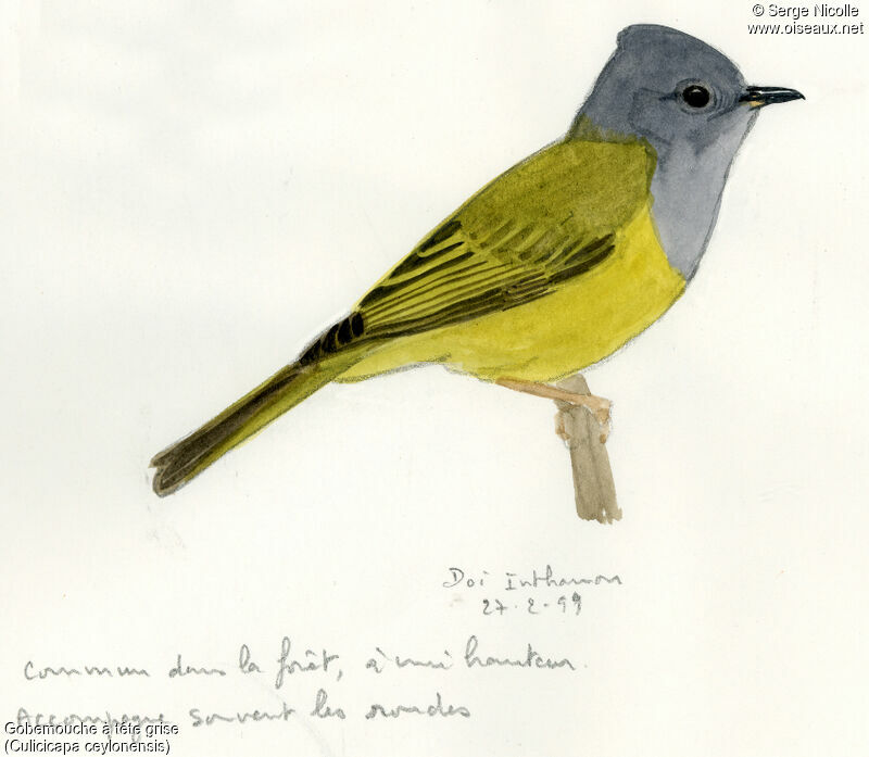 Grey-headed Canary-flycatcher