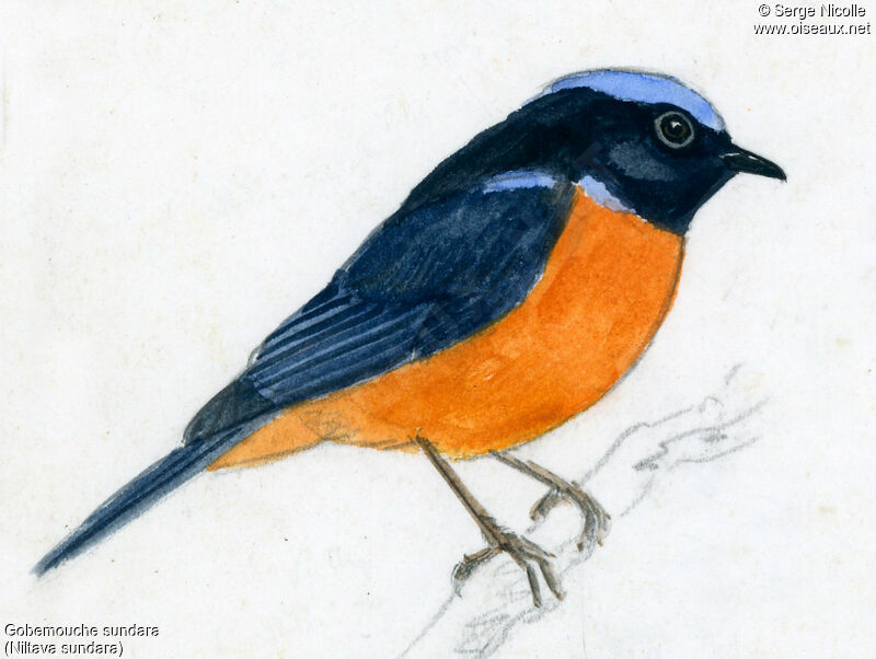 Rufous-bellied Niltava, identification