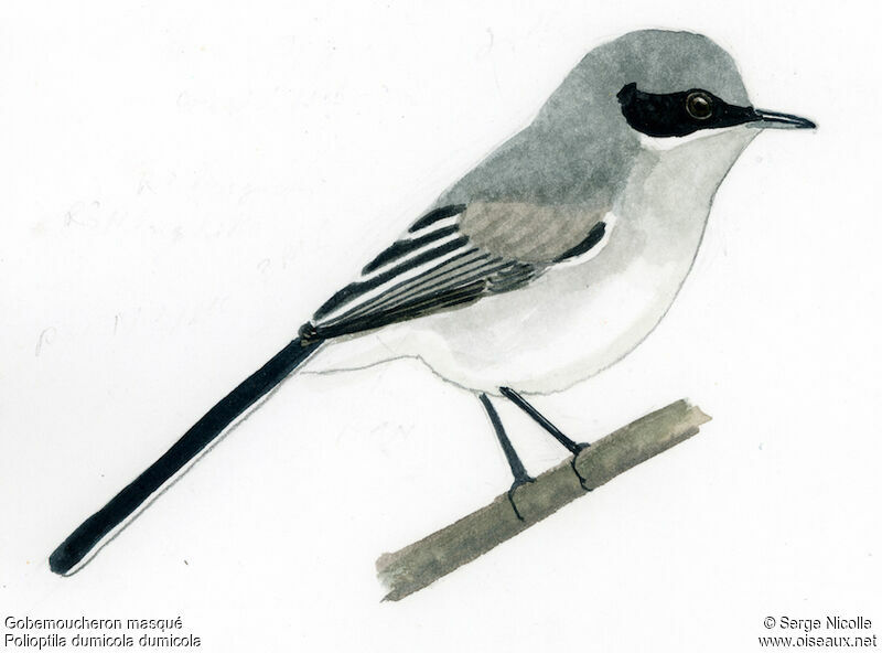 Masked Gnatcatcher male, identification