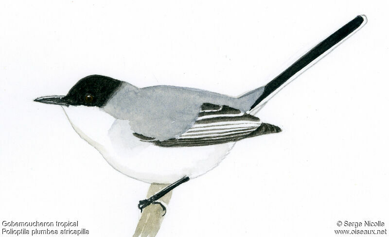 Tropical Gnatcatcher male, identification