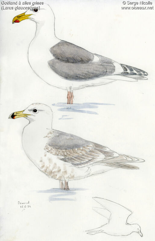 Glaucous-winged Gull, identification