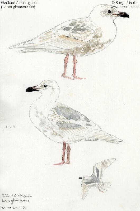 Glaucous-winged Gullimmature, identification