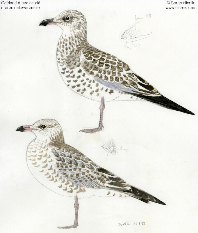 Ring-billed Gulljuvenile, identification