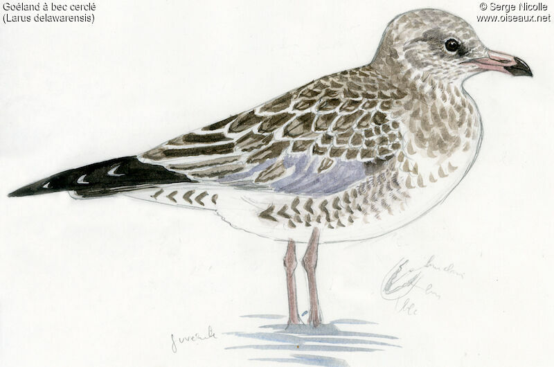 Ring-billed Gulljuvenile, identification