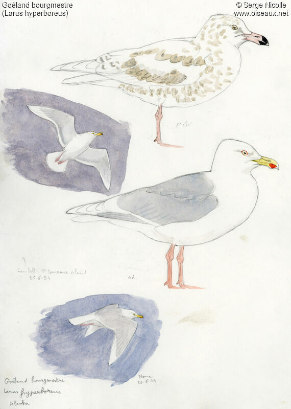 Glaucous Gulladult, identification