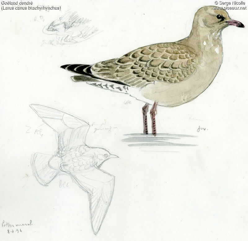 Common Gulljuvenile, identification