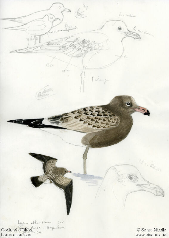 Olrog's GullFirst year, identification