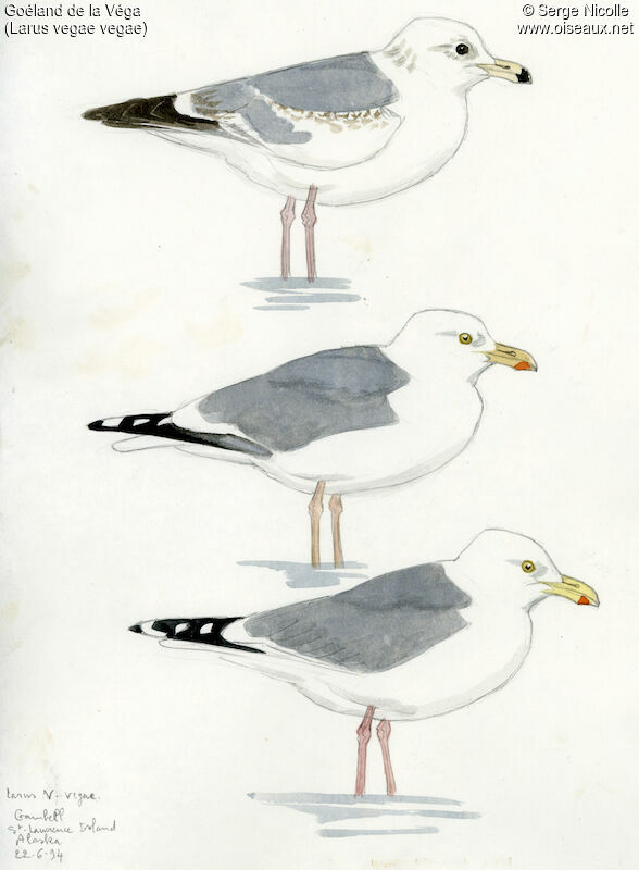 Vega Gull, identification