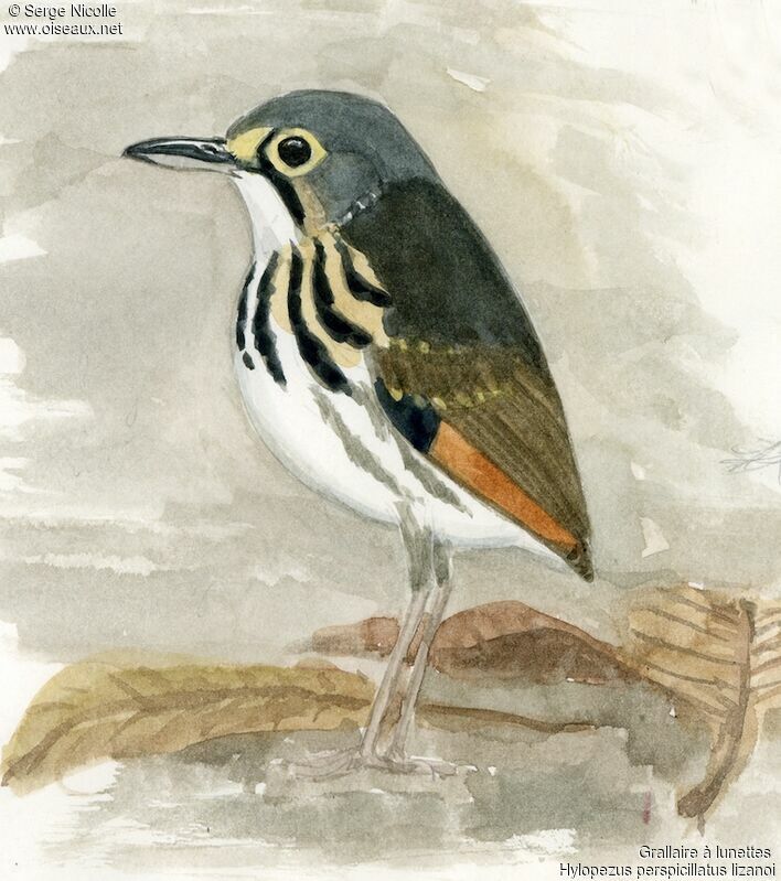 Streak-chested Antpitta, identification