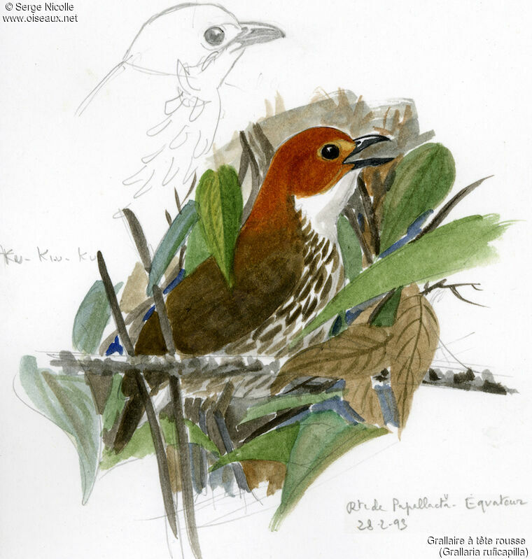 Chestnut-crowned Antpitta, identification