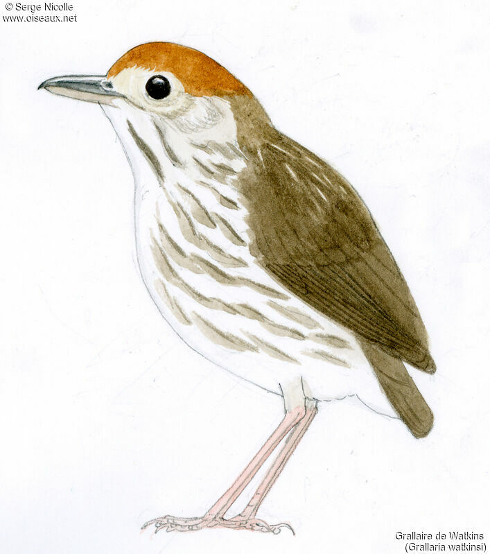 Watkins's Antpitta, identification