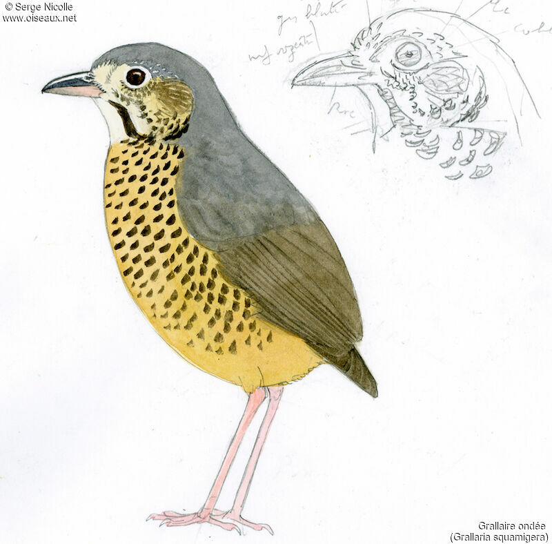 Undulated Antpitta, identification