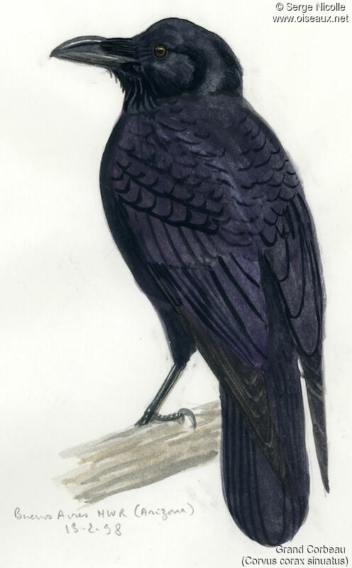 Northern Raven, identification