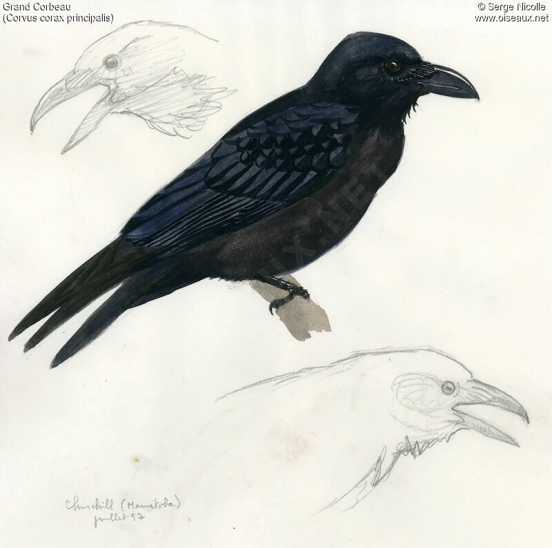 Northern Raven, identification