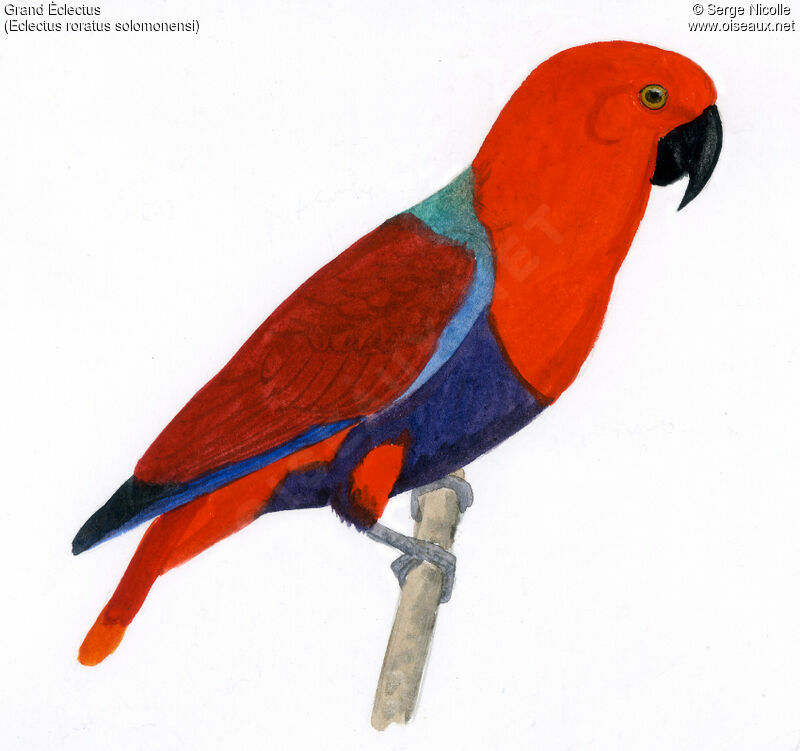 Moluccan Eclectus female, identification