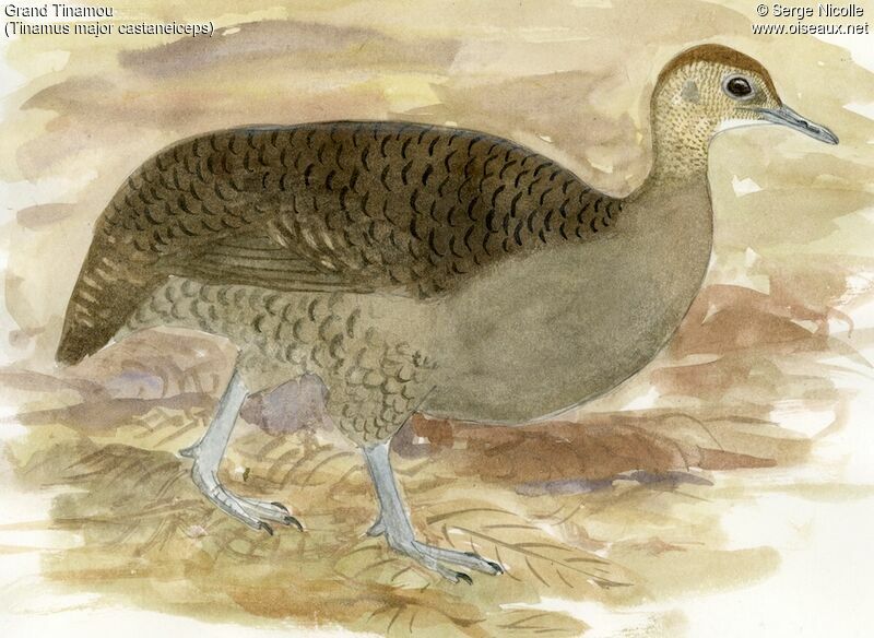 Great Tinamou, identification