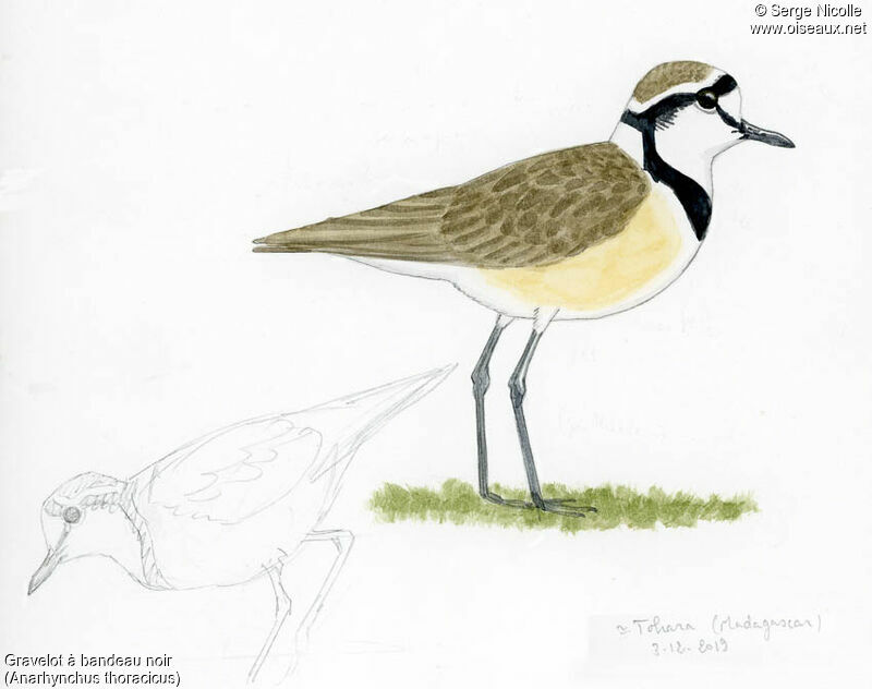 Madagascar Plover, identification