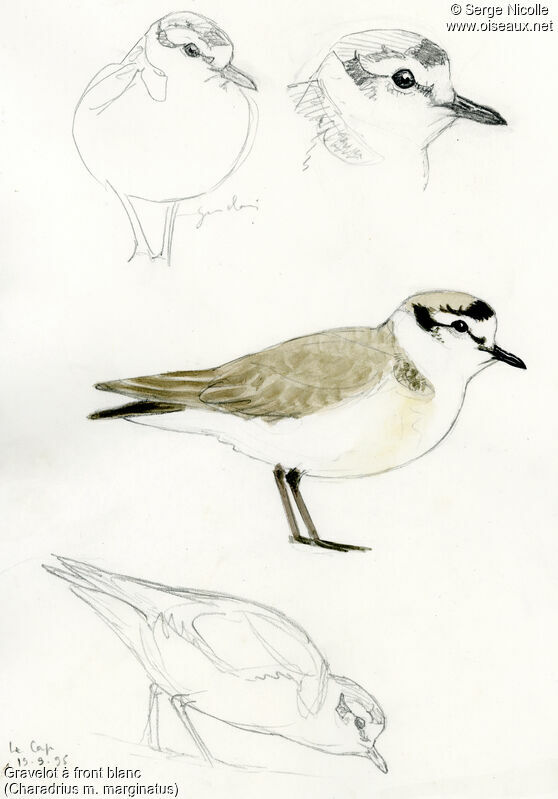 White-fronted Plover, identification