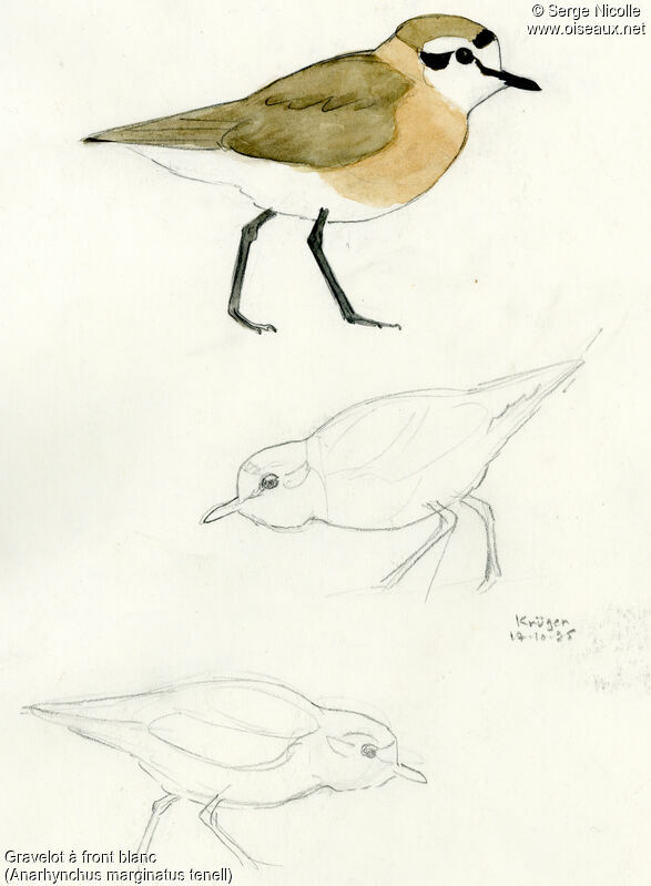 White-fronted Plover, identification