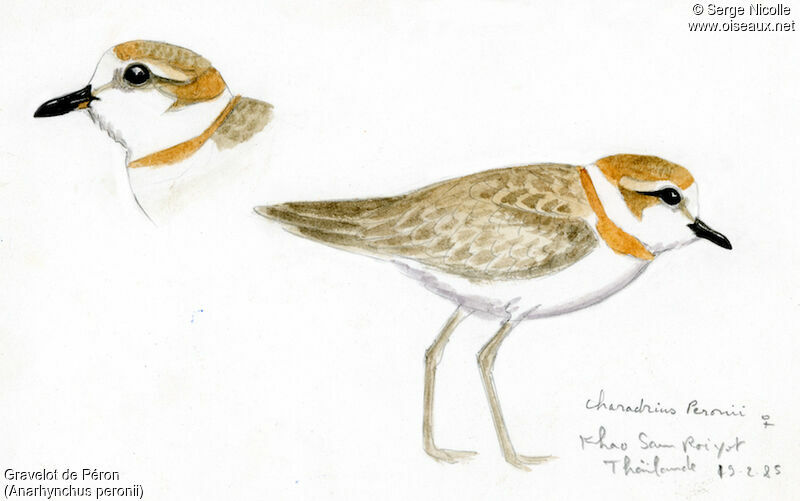 Malaysian Plover female, identification