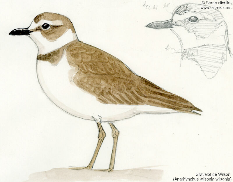 Wilson's Plover, identification