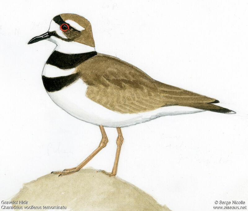 Killdeer, identification