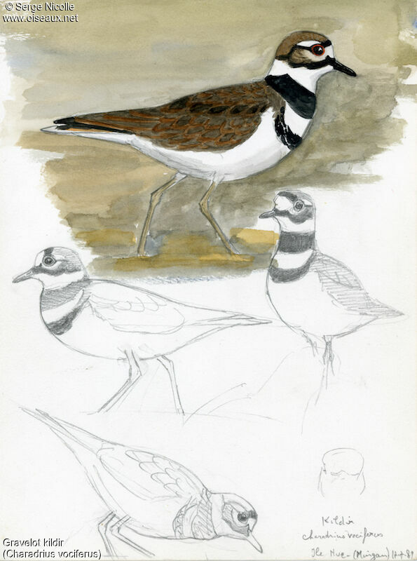 Killdeer, identification