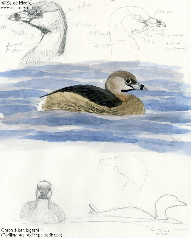 Pied-billed Grebe, identification