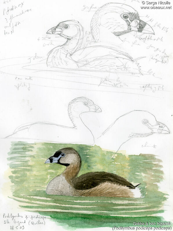 Pied-billed Grebe, identification