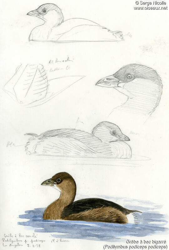 Pied-billed Grebe, identification