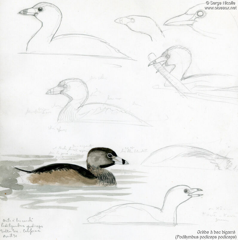 Pied-billed Grebe, identification