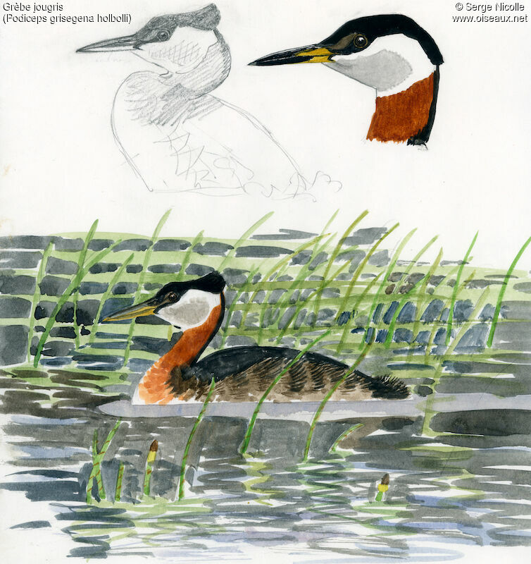 Red-necked Grebe, identification