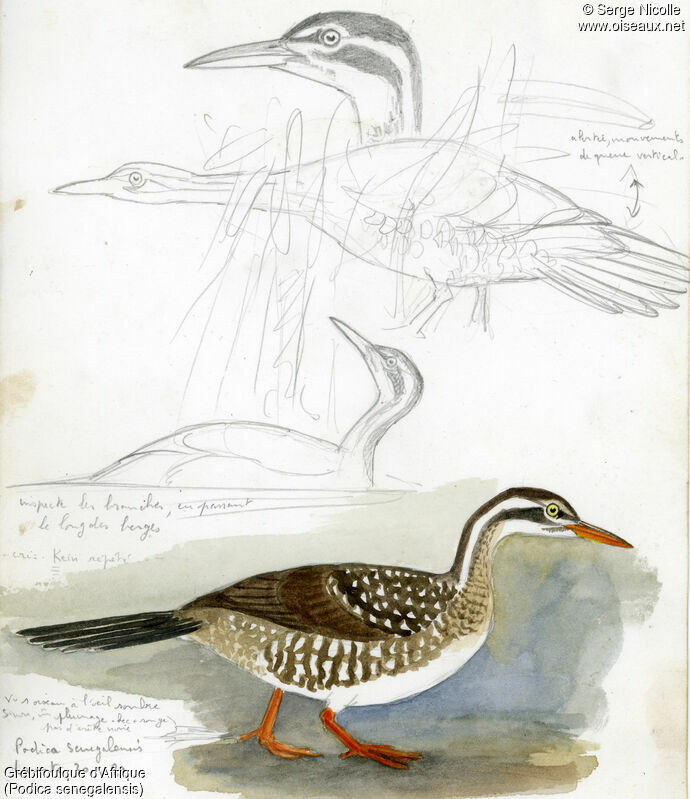 African Finfoot, identification