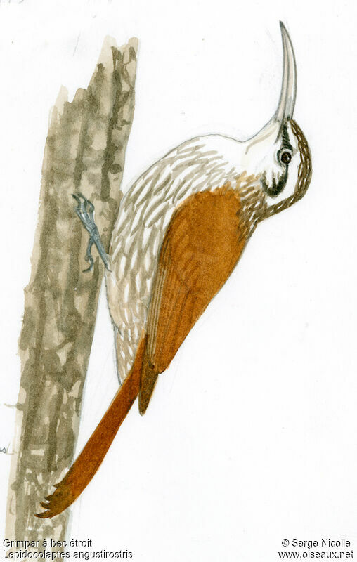 Narrow-billed Woodcreeper, identification