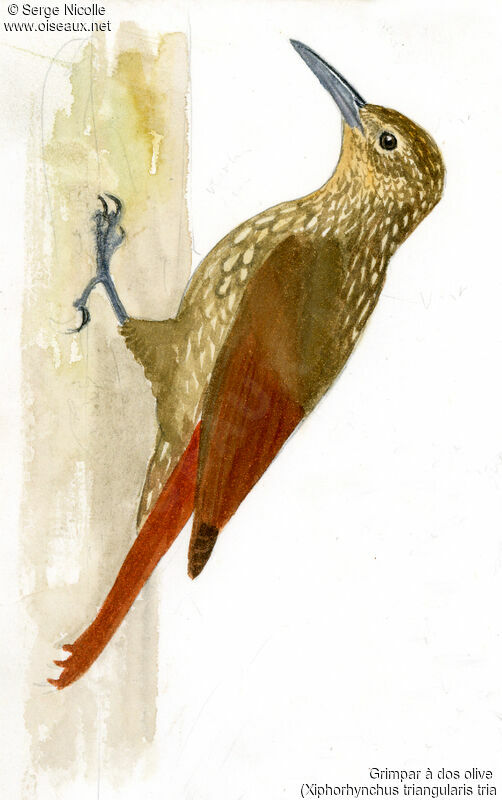 Olive-backed Woodcreeper, identification