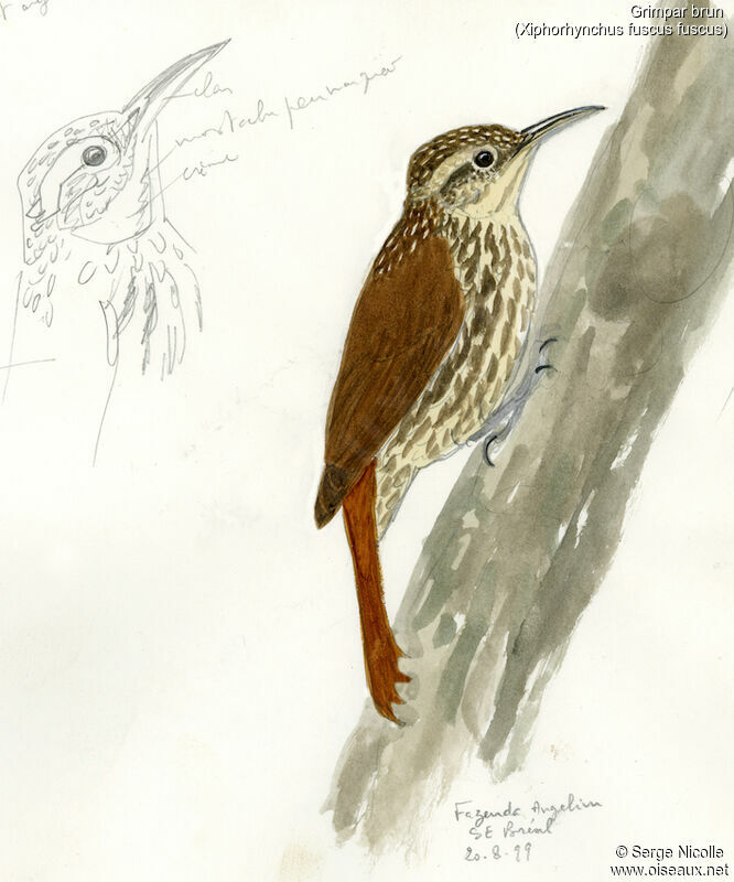 Lesser Woodcreeper, identification