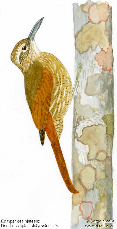 Planalto Woodcreeper, identification