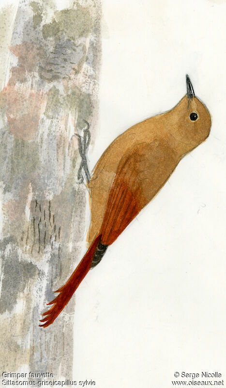 Olivaceous Woodcreeper, identification