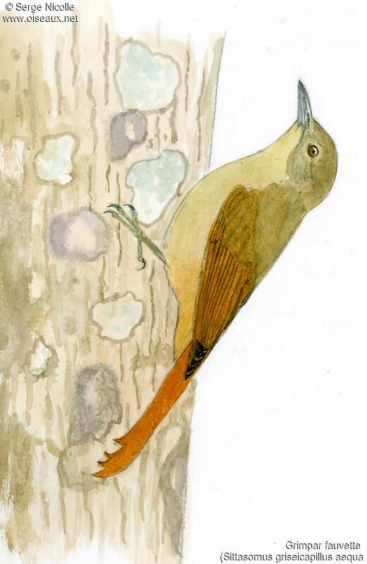 Olivaceous Woodcreeper, identification