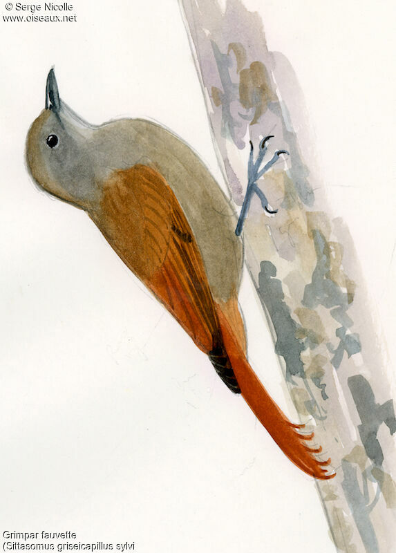 Olivaceous Woodcreeper, identification