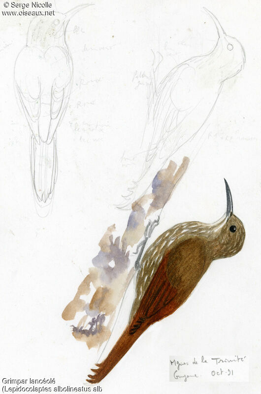 Guianan Woodcreeper, identification