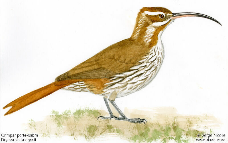 Scimitar-billed Woodcreeper, identification